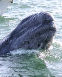 Curious baby Gray Whale.

This youngster was a bit conf... by James Dorsey 
